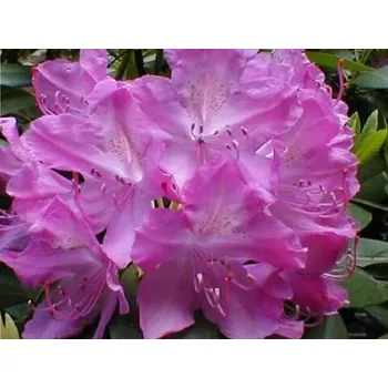 Sazenice Rododendron 'Roseum Elegans' kontejner, výška 140-160cm