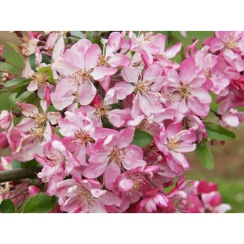 Sazenice Jabloň okrasná 'Hillieri' Balení: bal/kontejner, Tvar: výška 200-250 cm, OK 12/14