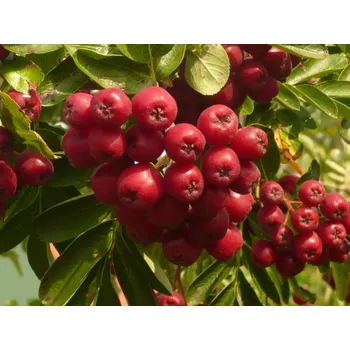 Sazenice Jeřáb 'Likernaja' - kontejner C5