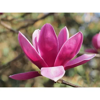 Sazenice Magnolie 'Shirazz' Balení: kontejner C5, Tvar: výška 60-80cm