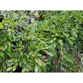 Sazenice Jilm čínský 'Yatsubusa'