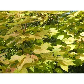 Sazenice Javor klen 'Prinz Handjery' Balení: bal/airpot/kontejner, Tvar: obvod kmene 10/12