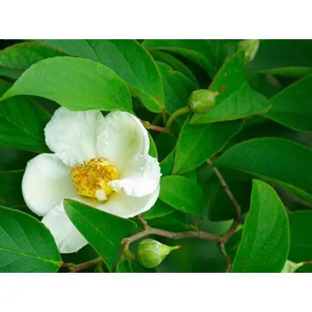 Sazenice Stewartie kaméliovitá Balení: kontejner C5