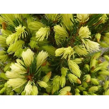 Sazenice Smrk sivý/bílý 'Daisy's White' Balení: kontejner p9