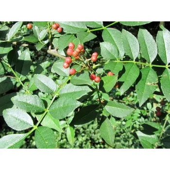 Sazenice Žlutodřev americký Balení: kontejner C5, Tvar: výška 50-60cm