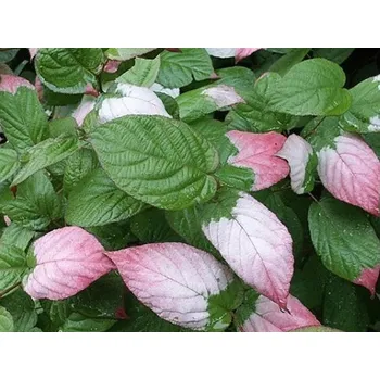 Sazenice Kiwi 'Dr. Szymanowski' kontejner C2