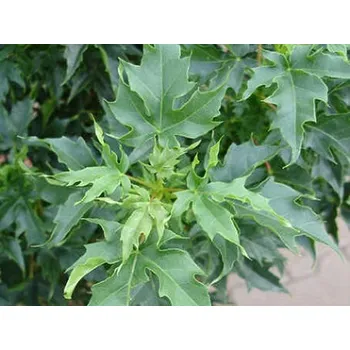 Sazenice Javor mléč 'Novush' Balení: kontejner C12, Tvar: roubováno na kmínku, výška 100-120 cm