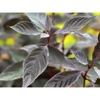 Sazenice Svída bílá 'Nightfall' Balení: kontejner p9