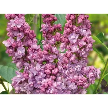 Sazenice Šeřík obecný Kindy Rose 'Gaby'