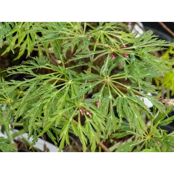 Sazenice Javor japonský 'Green Cascade'