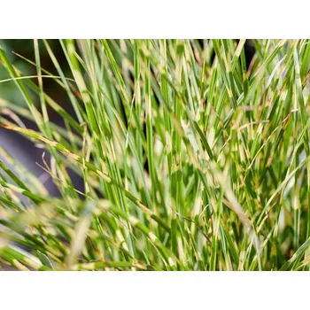 Sazenice Ozdobnice čínská 'Little Tiger' Balení: kontejner p12