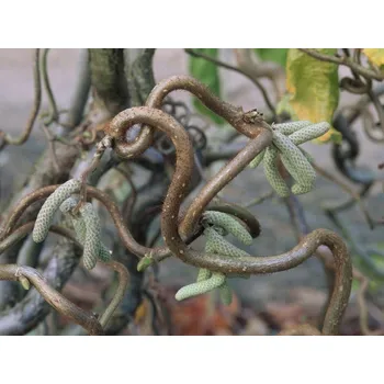 Sazenice Líska obecná 'Twister' Balení: kontejner C15, Tvar: roubováno na kmínku, výška 140-160 cm