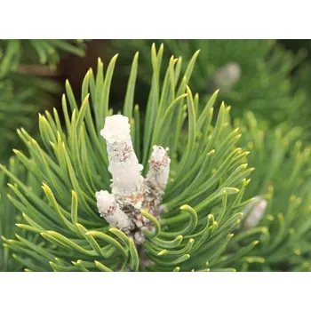 Sazenice Borovice pyrenejská 'Silver Candle'