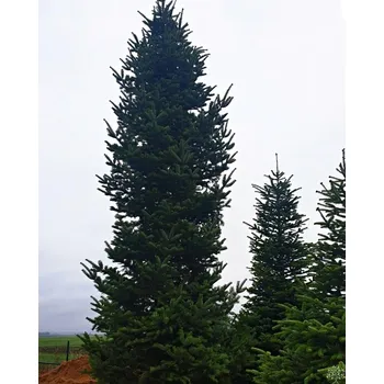 Vánoční stromek Jedle obrovská