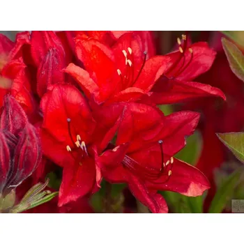 Sazenice Azalka 'Nabucco' Balení: kontejner C15