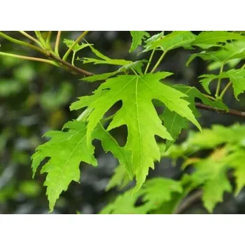 Sazenice Javor stříbrný 'Laciniatum Wieri' Balení: bal/kontejner, Tvar: VK, OK 25/30