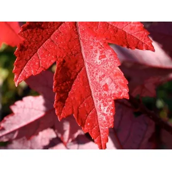 Sazenice Javor červený 'Redpointe'® PBR