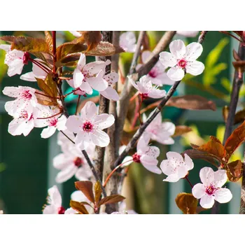 Sazenice Slivoň myrobalán 'Nigra' Balení: kontejner