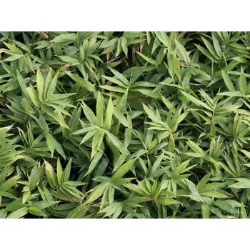 Semeno Pleioblastus pygmaeus - Bambus