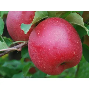 Sazenice Jabloň 'Šampion Red' kontejner C30