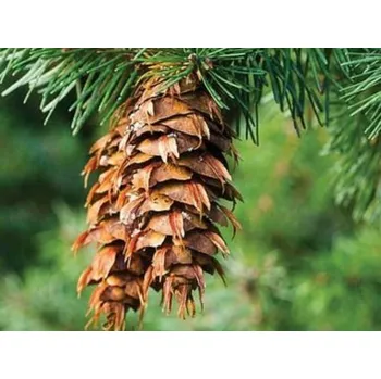 Sazenice Douglaska tisolistá Balení: bal/kontejner, Tvar: výška 350-400cm