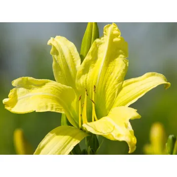 Sazenice Denivka 'Greenland' - Hemerocallis 'Greenland'