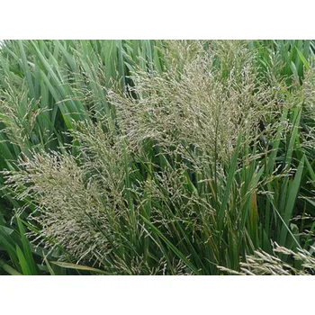 Semeno Zblochan vodní - Glyceria maxima Glyceria maxima