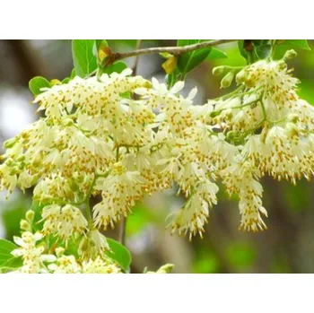 Sazenice Sturačník vrcholičnatý Balení: kontejner C5, Tvar: výška 100-120cm