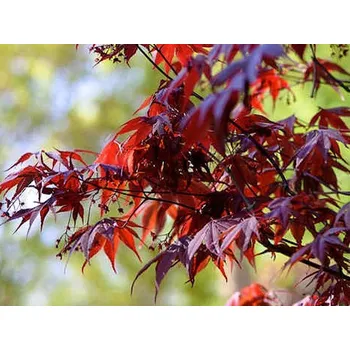 Sazenice Javor dlanitolistý 'Bloodgood' Balení: kontejner C12, Tvar: výška 80-100 cm