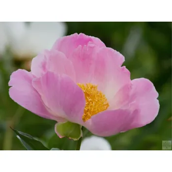 Sazenice Pivoňka čínská 'Nymphe' - Paeonia lactiflora 'Nymphe' Balení: kontejner C3