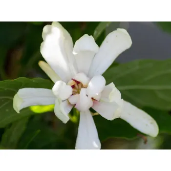 Sazenice Sazaník Raulstonův 'Venus' Balení: kontejner C5, Tvar: výška 40-60 cm