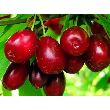 Sazenice Dřín velkoplodý 'Radosť' Balení: bal/kontejner, Tvar: výška 250-350 cm