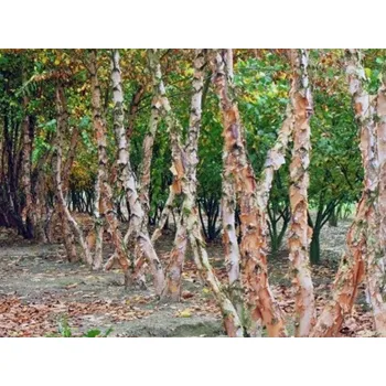 Sazenice Bříza černá Balení: bal/kontejner, Tvar: vícekmen, výška 350-400cm