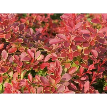 Sazenice Dřišťál Thunbergův 'Coral' Balení: kontejner p9