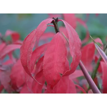 Sazenice Brslen křídlatý Little Moses 'Odom' kontejner C5
