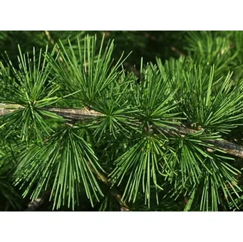 Sazenice Modřín opadavý kontejner C15, výška 250/+cm