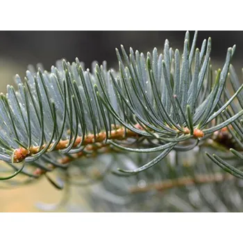 Vánoční stromek Jedle ojíněná Balení: kontejner nebo bal