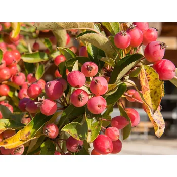 Sazenice Jabloň okrasná 'Adirondack' Balení: bal/kontejner, Tvar: výška 250-300 cm, OK 16/18