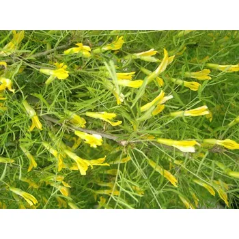 Sazenice Čimišník stromovitý 'Walker' Balení: kontejner C15, Tvar: roubováno na kmínku, výška 80-100 cm