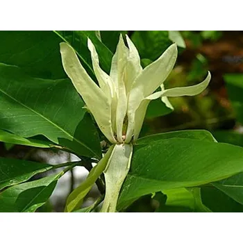 Sazenice Šácholán tříplátečný Balení: kontejner C3, Tvar: výška 25/+cm