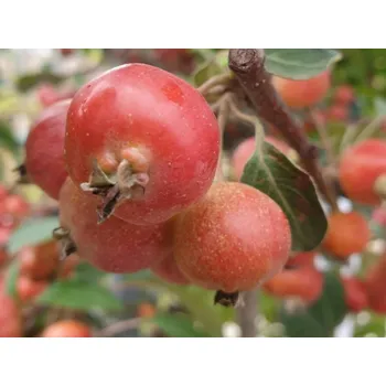 Sazenice Jabloň okrasná PERPETU 'Evereste' Balení: bal/kontejner, Tvar: OK 18/20