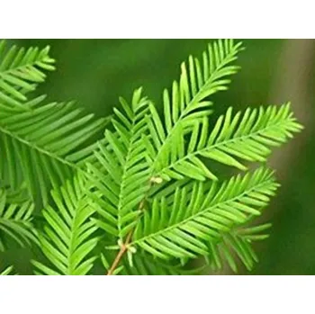 Sazenice Metasekvoj čínská Balení: bal/kontejner, Tvar: výška 300-350cm