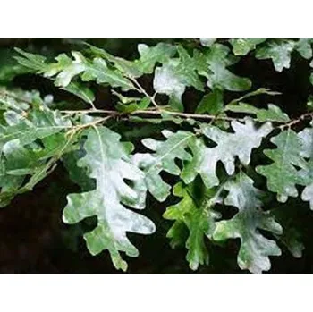 Sazenice Dub cer Balení: bal/airpot/kontejner, Tvar: obvod kmene 14/16