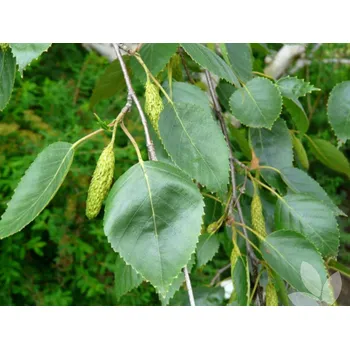 Sazenice Bříza užitečná Jacquemontii kontejner C50, 250-300cm