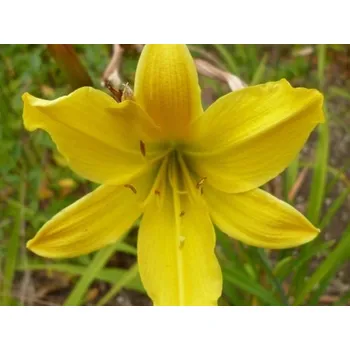 Sazenice Denivka 'Lemon Bells' - Hemerocallis 'Lemon Bells'