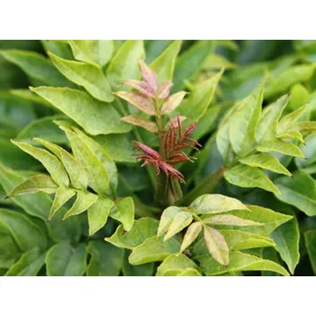 Sazenice Jasan ztepilý 'Abiona' kontejner C7,5