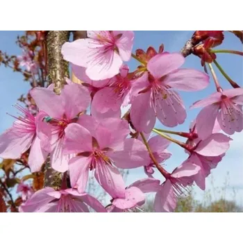 Sazenice Třešeň Sargentova 'Rancho'