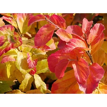 Sazenice Parrotie perská 'Vanessa' Balení: kontejner C525, Tvar: obvod kmene 35/40