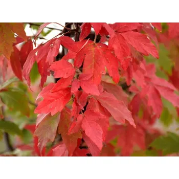 Sazenice Javor šedý Balení: kontejner C160, Tvar: obvod kmene 20/25