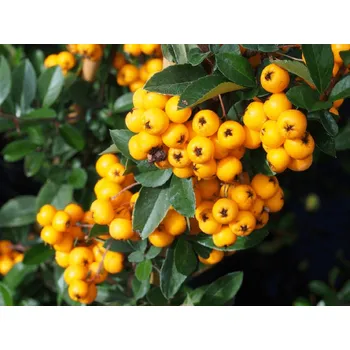 Sazenice Hlohyně šarlatová 'Golden Charmer' Balení: kontejner p9